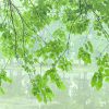 Green leaves overhanging the pond at Bellevue State Park, July, 2026, copyright Danny N. Schweers