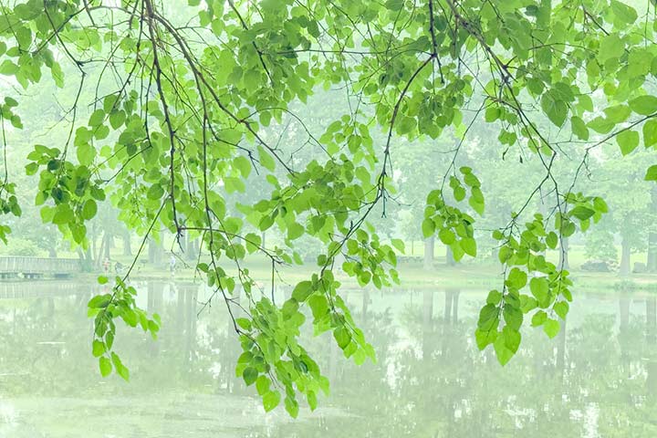 Green leaves overhanging the pond at Bellevue State Park, July, 2026, copyright Danny N. Schweers