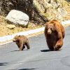 Black Bears in Monrovia Canyon Park, May 2026, photo copyright Danny Nelson Schweers 2026.