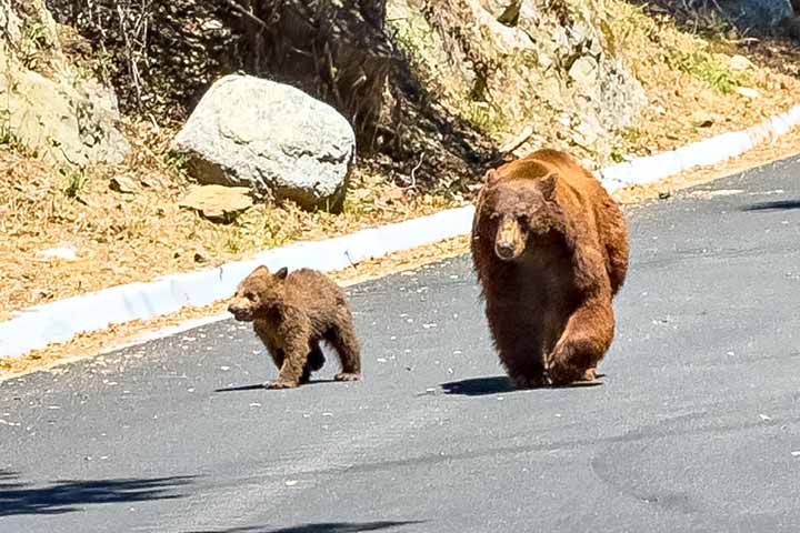 Black Bears in Monrovia Canyon Park, May 2026, photo copyright Danny Nelson Schweers 2026.